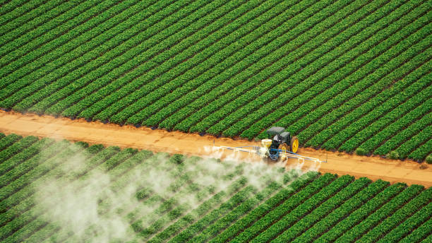Best Pest Removal Services  in Graysville, TN