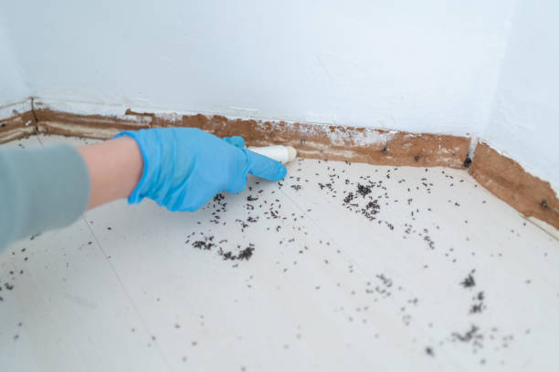 Best Flea Control Services  in Graysville, TN